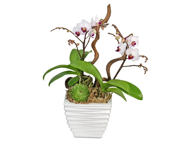 Orchids - Phalaenopsis D13 - L8943 Photo