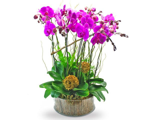 Orchids - Phalaenopsis Orchids for 10 OZ17 - L39388 Photo