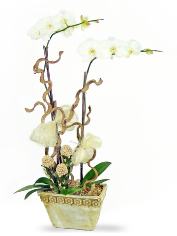 Orchids - Pure Orchid x2 (B) - P2317 Photo