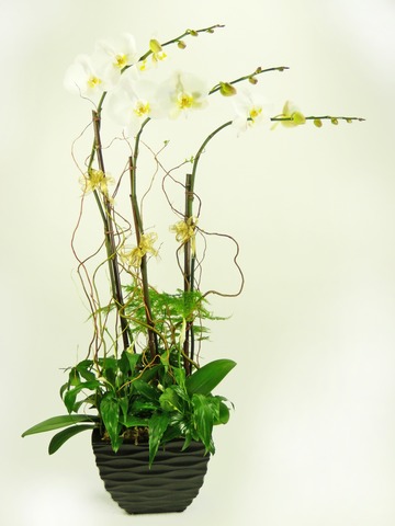 Orchids - Pure Orchid x3 (A) - P2222