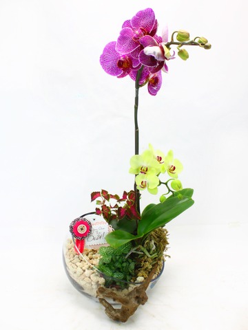 Orchids - Secretary Orchid (3) - L33159 Photo