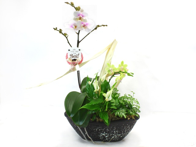 Orchids - Secretary Orchid (5) - L33176 Photo