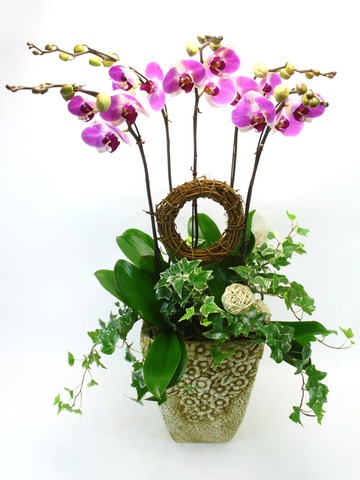 Orchids - Special Orchids x 5 - L18058