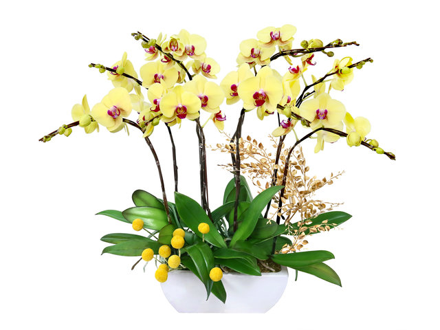 Orchids - Yellow Orchid for Eight YO01 - OD0621A1 Photo