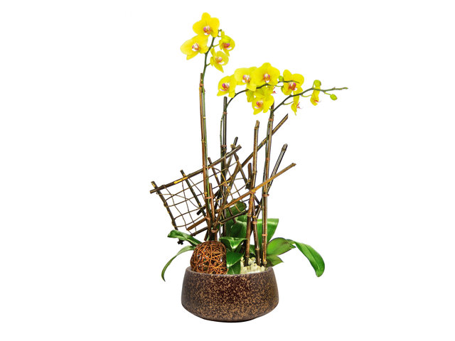 Orchids - Yellow Orchid for Three OZ5 - P2106 Photo