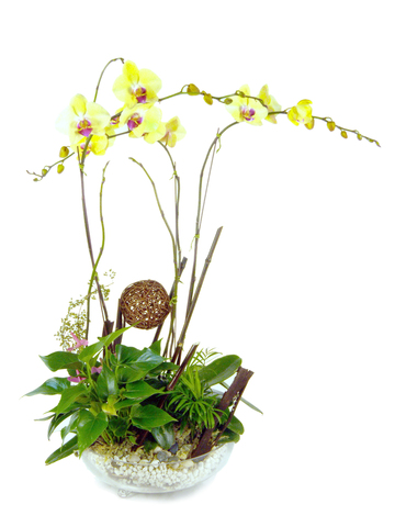 Orchids - Yellow Orchid x3B - P16695 Photo
