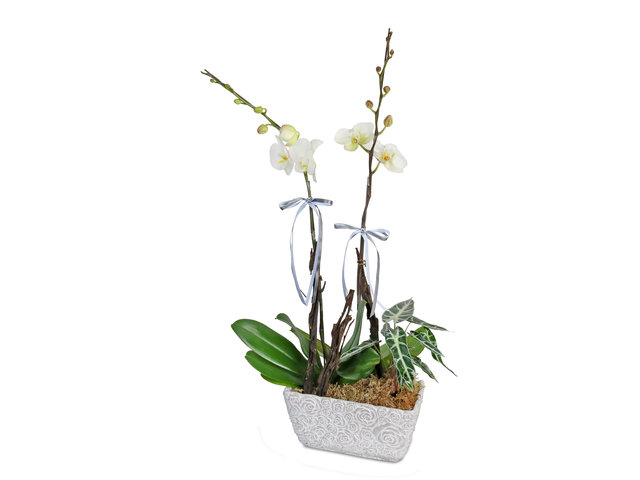 Orchids - ochrids decor plant  D15 - L8956 Photo