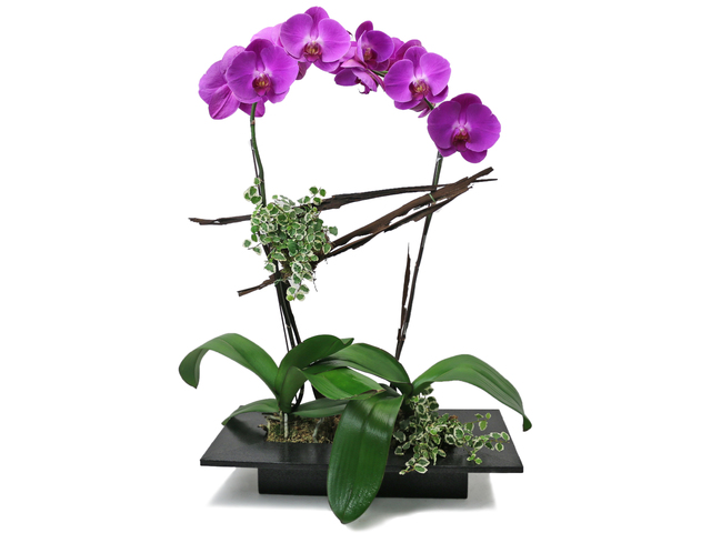 Orchids - ochrids decor plant  PH29 - L76607611 Photo