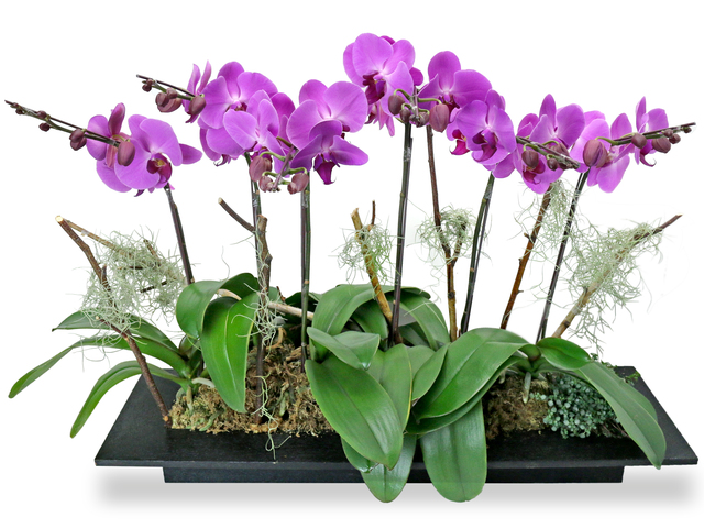 Orchids - ochrids decor plant  PH30 - L76608027 Photo
