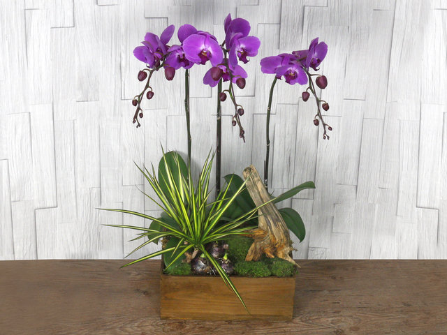 Orchids - ochrids decor plant  R05 - L76610715 Photo