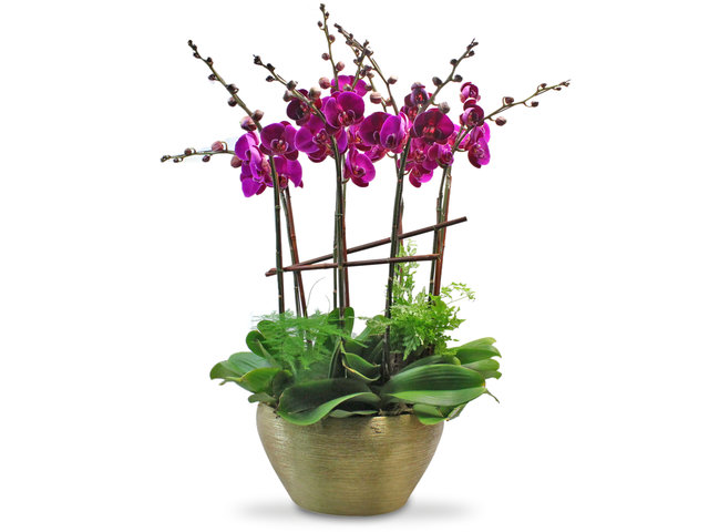 Orchids - ochrids x 8pcs. decor plant  (C01) - L0183447 Photo