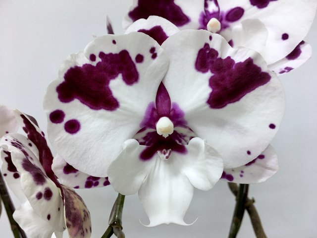 Weekly Import Flower - Limited Edition -Taiwanese 2-colour Orchid LEO02 - 1D0421A2 Photo