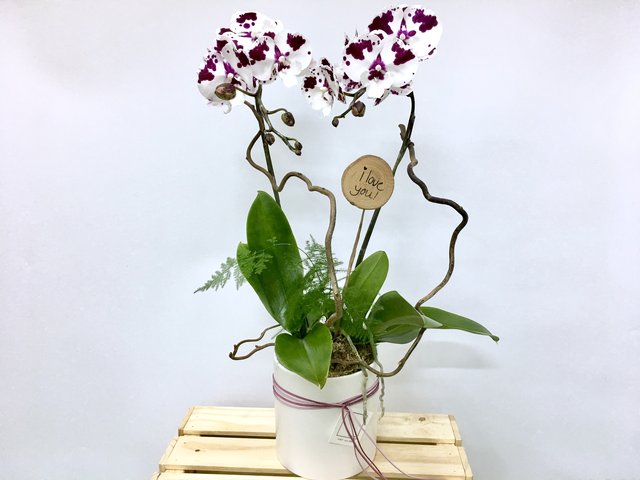 Weekly Import Flower - Limited Edition -Taiwanese 2-colour Orchid LEO02 - 1D0421A2 Photo
