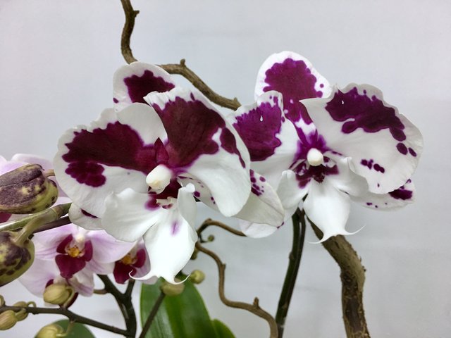 Weekly Import Flower - Limited Edition -Taiwanese 2-colour Orchid LEO03 - 1D0421A1 Photo