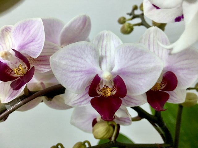 Weekly Import Flower - Limited Edition -Taiwanese 2-colour Orchid LEO03 - 1D0421A1 Photo