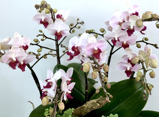 Weekly Import Flower - Limited Edition -Taiwanese Pink Orchid LEO01 - 1D0419A1 Photo