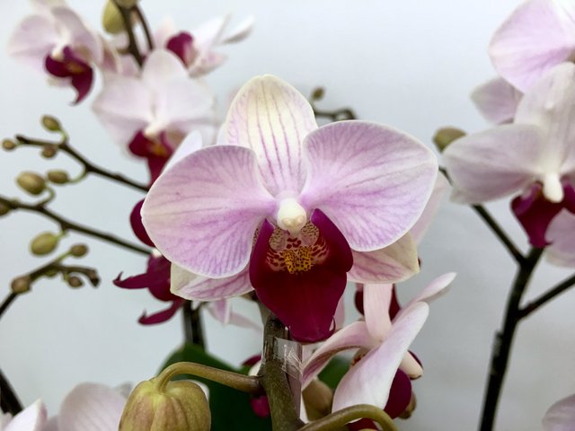 Weekly Import Flower - Limited Edition -Taiwanese Pink Orchid LEO01 - 1D0419A1 Photo