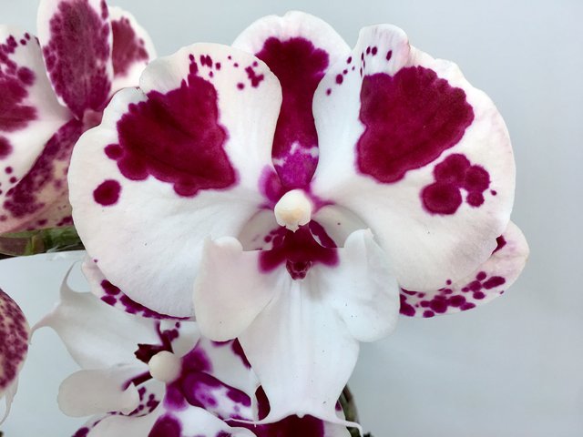 Weekly Import Flower - Mother's Day  -Taiwanese 2-colour Orchid LEO04 - 1D0512A1 Photo