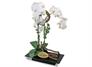 Orchids Vase Florist Gift