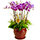 orchid flower decoration