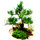 plant bonsai