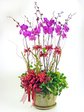 Orchids Red Orchid x8 (A) Orchids P2168