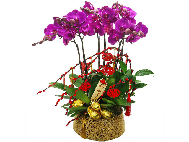 兰花 - 新年贺年蝴蝶兰花6枝 PL06 - CRO20204A2 Photo