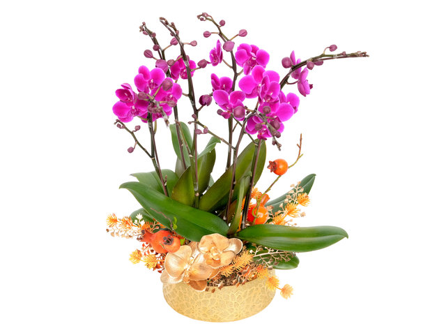 兰花 - 祝贺喜庆新年小型兰花盆栽 ND63C - CRO20105A10 Photo