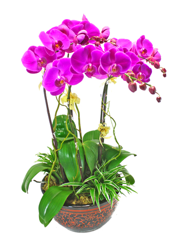 兰花 - 红色蝴蝶兰兰花 x 5 - L39401 Photo
