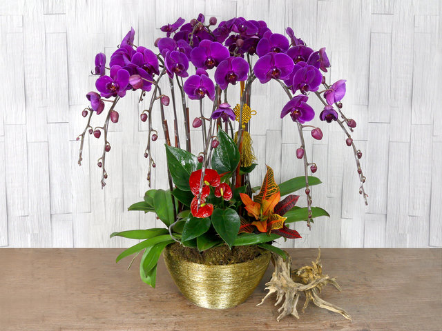 兰花 - 贺年送花枱花 CL30 - L76610699 Photo