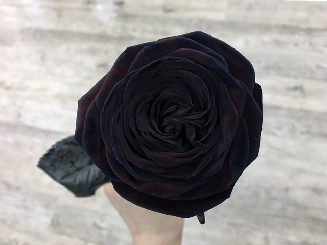 本周进口鲜花 - 期间限定 -黑玫瑰花束 LEB14 - 1BB0405A3 Photo
