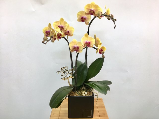 本周进口鲜花 - 母亲节限定 - 台湾进口黄蝴蝶兰花 LEO06 - 1D0512A3 Photo