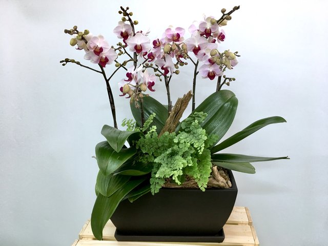 本周進口鮮花 - 期間限定 - 台灣進口粉紅蘭花 LEO01 - 1D0419A1 Photo