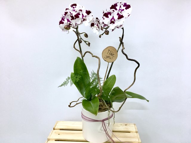 本周進口鮮花 - 期間限定 - 台灣進口雙色蘭花 LEO02 - 1D0421A2 Photo