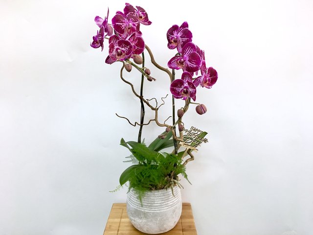 本周進口鮮花 - 母親節限定 - 台灣進口紫紅蝴蝶蘭花 LEO05 - 1D0512A2 Photo