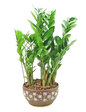 花店植物盤栽 盆栽植物 2 Flower Shop Plants L05433
