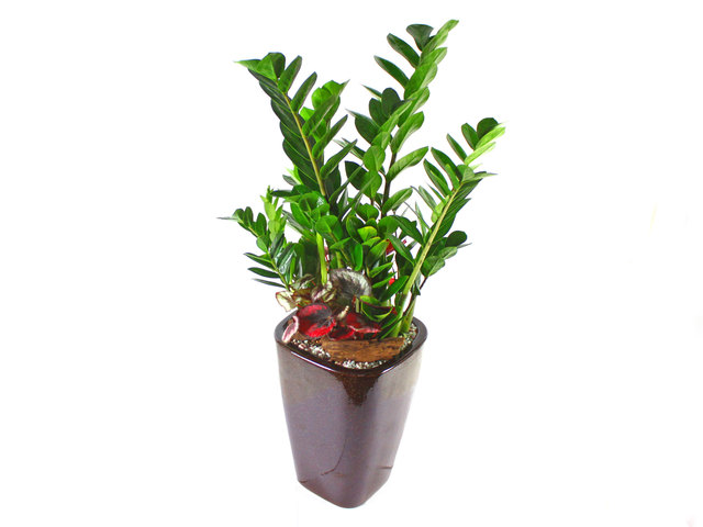 花店植物盤栽 - 盆栽植物 8 - L37208