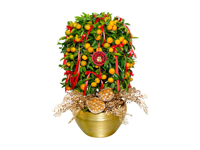 花店植物盤栽 - 賀年大桔大利盆栽 NY11 - 0TT0128A3 Photo