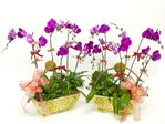 蘭花 10枝蝴蝶蘭花盆栽孖寶 Orchids L06842