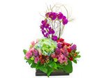 蘭花 元氣 (蝴蝶蘭花) Orchids L23739