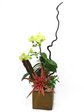 蘭花 星願(蝴蝶蘭花) Orchids L33124