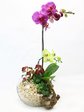 蘭花 母親(蝴蝶蘭花) Orchids L33161