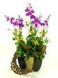 蘭花 滿天紅蘭花x5 A Orchids P2082