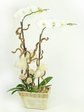 蘭花 白蝴蝶蘭花x2 B 配絲花 Orchids P2317