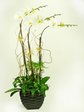 蘭花 白蝴蝶蘭花x3 A Orchids P2222