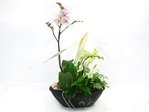 蘭花 白雲(蝴蝶蘭花) Orchids L33171