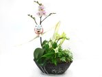 蘭花 秘書節蘭花擺設(五) Orchids L33176