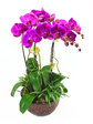 蘭花 紅色蝴蝶蘭蘭花 x 5 Orchids L39401