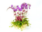 蘭花 紅蝴蝶蘭花x6B Orchids P16016