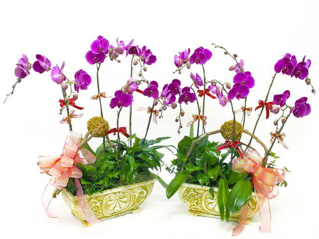 蘭花 - 10枝蝴蝶蘭花盆栽孖寶 - L06842 Photo